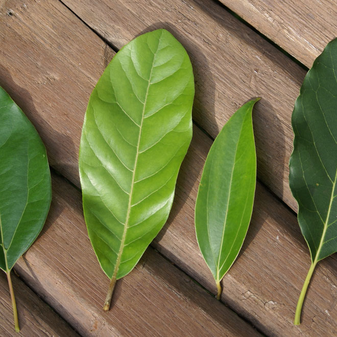 lauracea familia botanica poderosa