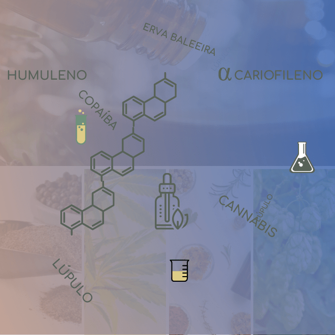 humuleno, terpeno famoso